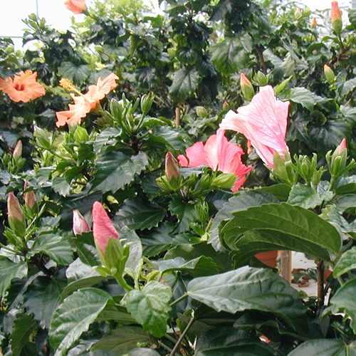 Exterior flor Kanpoko loreduna