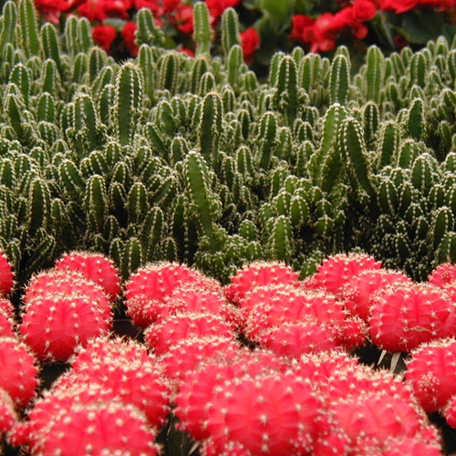 Cactus Kaktusak