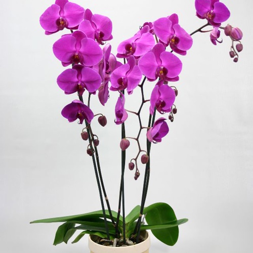 Orquídeas Orkideak