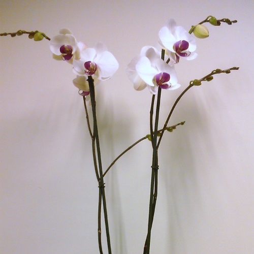 Orquídeas Orkideak