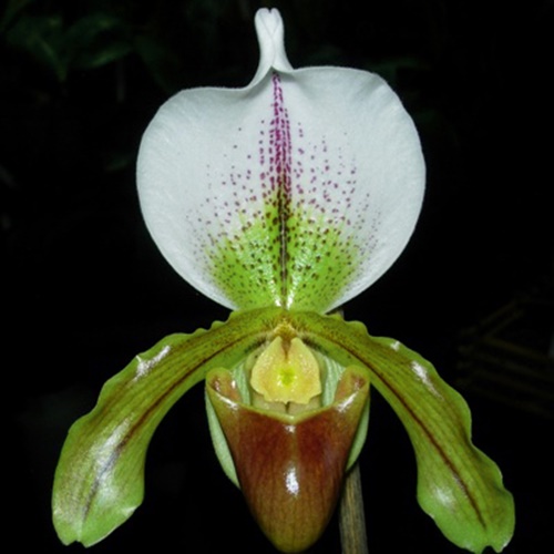 Orquídeas Orkideak